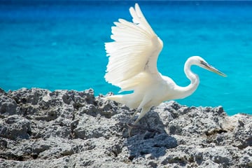 White heron on Cozumel beach