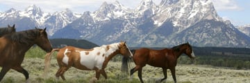 Wild horses in Jackson Hole, Wyoming