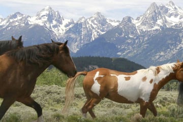 Wild horses in Jackson Hole, Wyoming