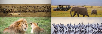Wildebeeste, Elephants and Lions in the Serengeti & Yellow Billed Storks at Lake Manyara