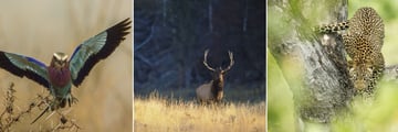 Horton Plains Nature Reserve wildlife glimpses