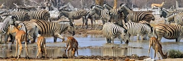 Wildlife drinking by the waterhole in Etosha National Park