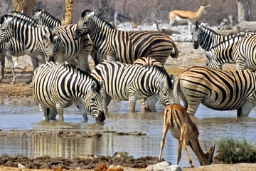 Wildlife drinking by the waterhole in Etosha National Park