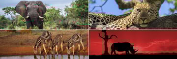 Wildlife in Kruger National Park, South Africa