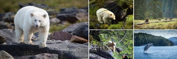 Sightings of the Spirit Bear & other wildlife at Spirit Bear Lodge