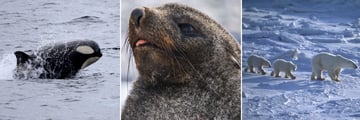Wildlife sightings in the Arctic