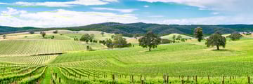 Wine Valley, Barossa