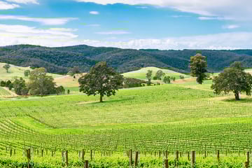 Wine Valley, Barossa