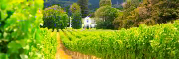 Cape Dutch Manor House in the Winelands