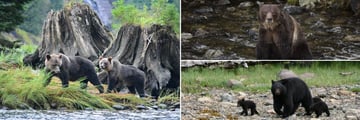 Wonderful bear sightings in BC
