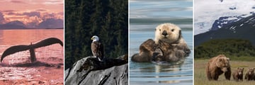 Wonderful Alaskan Wildlife Sightings