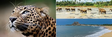 Yala National Park, Lepoard and Elephants