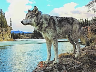 Yamnuska Wolfdog Sanctuary