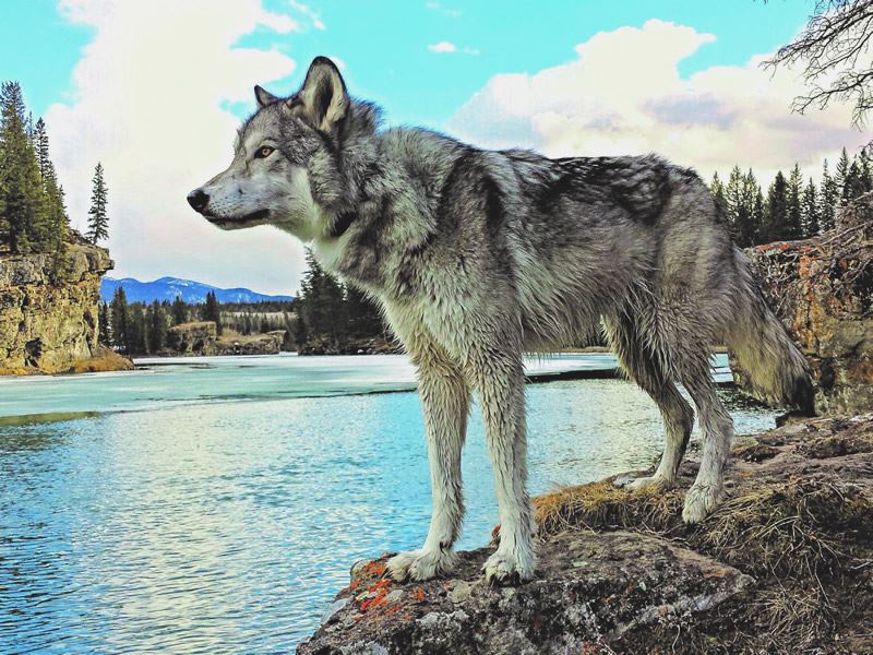 Yamnuska Wolfdog Sanctuary