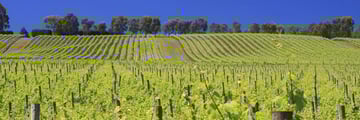Yara Valley vineyard