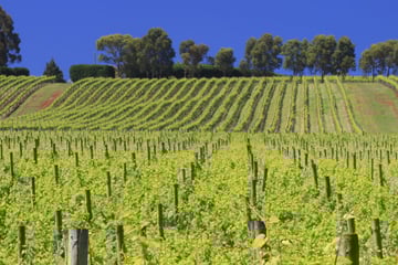 Yara Valley vineyard