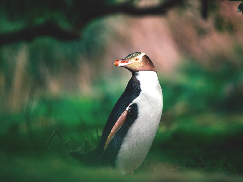 Chris Stephenson, Yellow Eyed Penguin, New Zealand