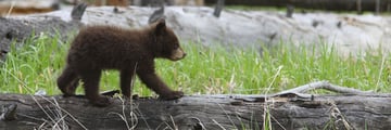 Black bear cub in Yellowstone National Park