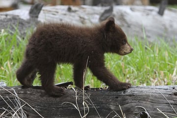 Black bear cub in Yellowstone National Park