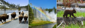Yellowstone Wildlife Spotting