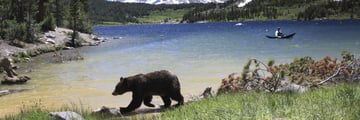 Black bears in Yosemite National Park, California