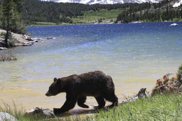 Black bears in Yosemite National Park, California