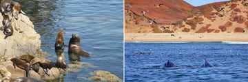 Sealions and humpbacks in Monterey, California