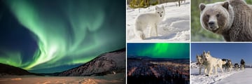 Northern Lights, Wildlife & Dog Sledding Experience in Yukon