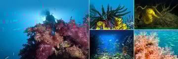 Scuba Diving at the Zeavola Resort, Phi Phi Islands