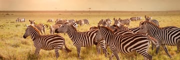 zebra in Kenya