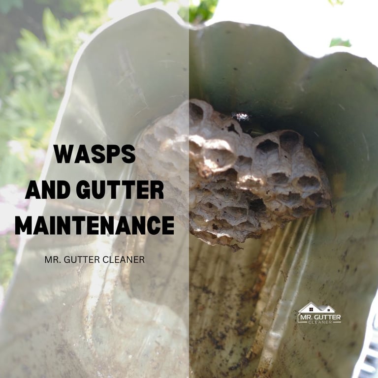 Wasps and Gutter Maintenance