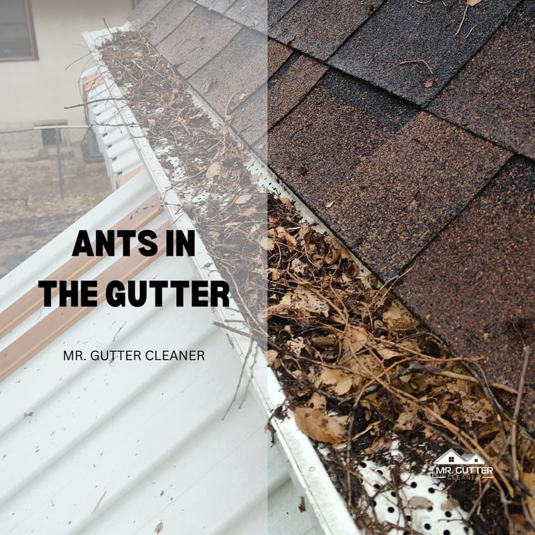 Ants in the Gutter