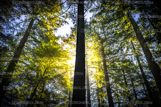 Picture of Three Trees With Sun in Marin, California in the Golden Gate National Reacreation Area