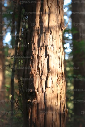 Picture of the bark on a tree stalk close up in Muir Woods California