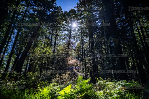 Picture of Forest At Ridge Crest Access Gate in the Golden Gate National Reacreation Area in Marin, California