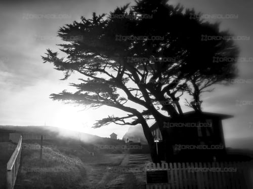 Picture of a silhouette cyprus tree during sunset at Pt. Reyes National Park in California 