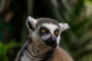 Adopt an Endangered Animal