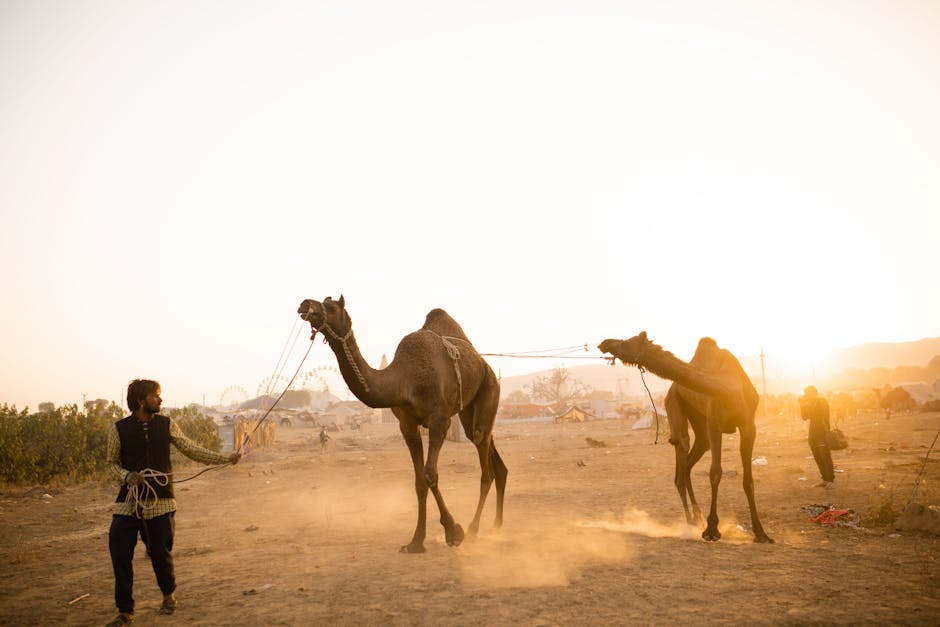 Attend Pushkar Camel Fair
