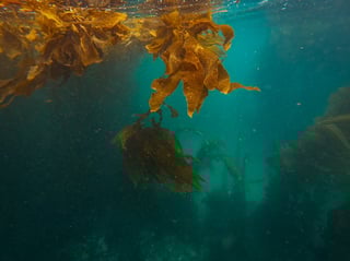 Dive in a Kelp Forest