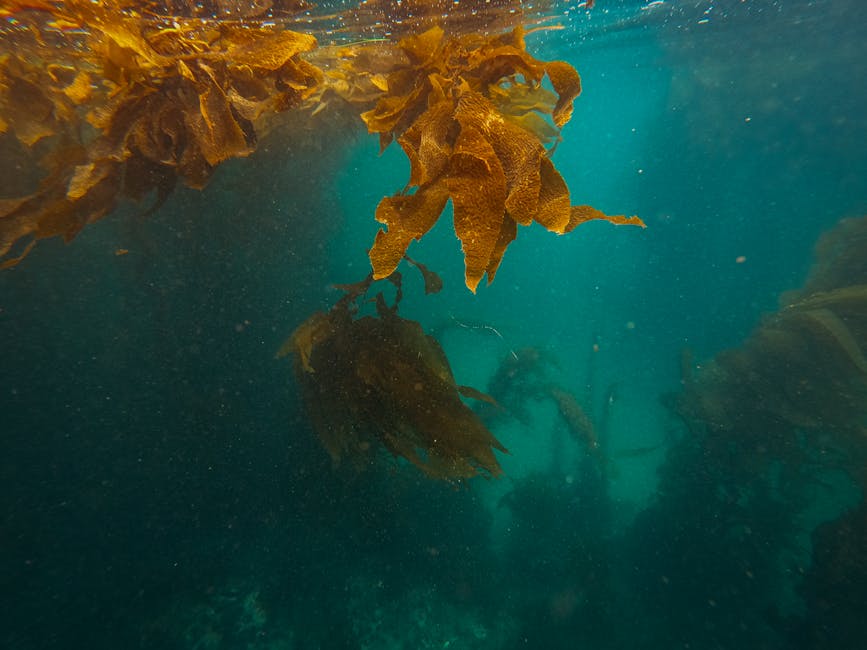 Dive in a Kelp Forest