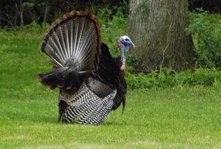 Do a Turkey Trot
