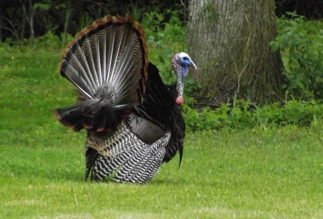Do a Turkey Trot