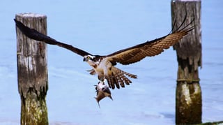 Go Fishing in Different Countries