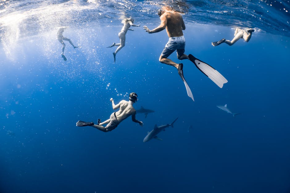 Go Swimming with Sharks