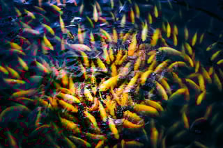 Go Underwater Photography