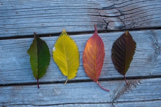 Photograph All Four Seasons