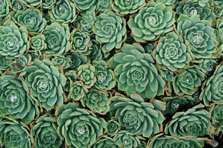 Photograph Flowers and Plants