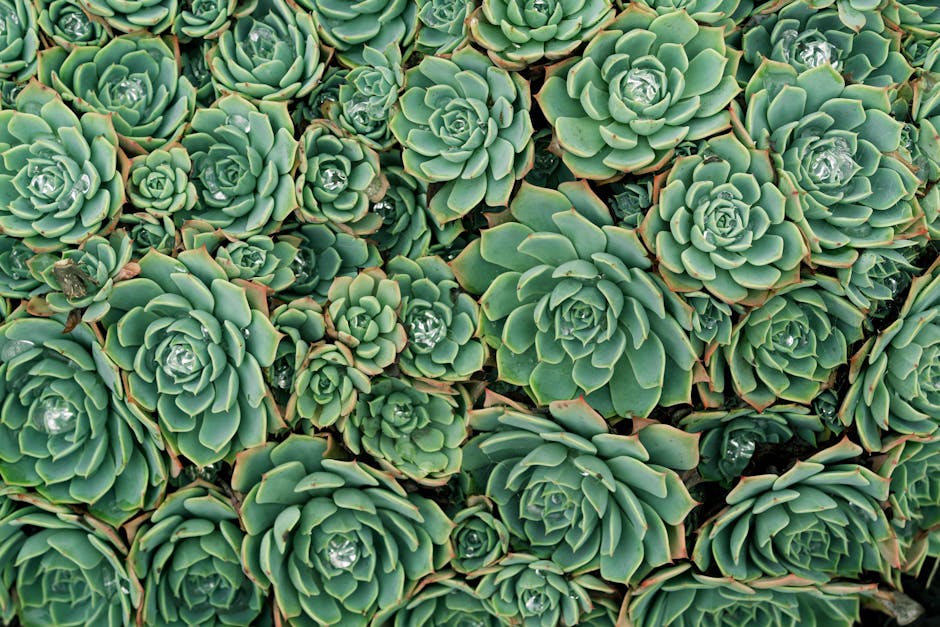 Photograph Flowers and Plants