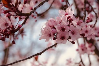 See Cherry Blossoms in Spring