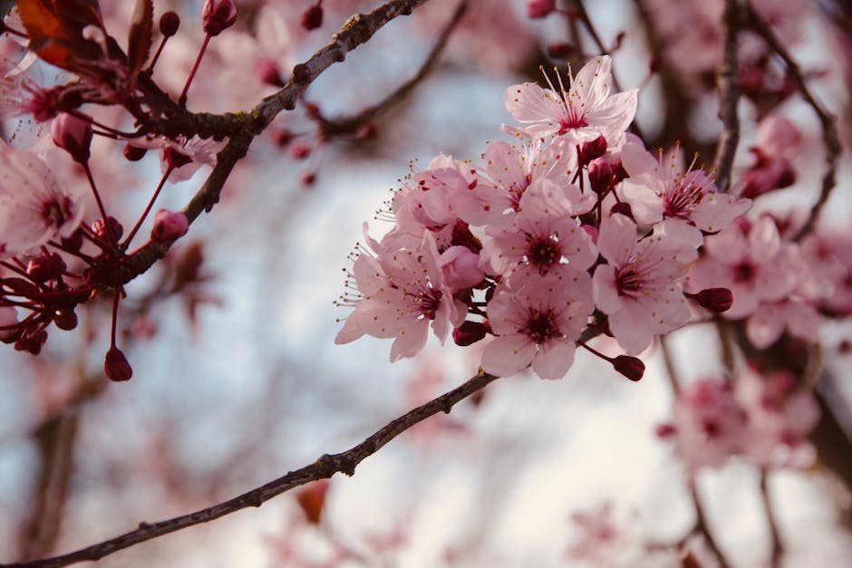 See Cherry Blossoms in Spring